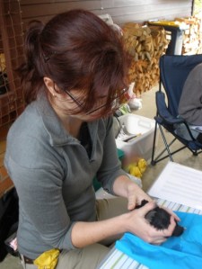 PhD student Josie Galbraith measuring urban birds to assess their health status.