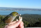 Silvereye are on of the few native birds in urban areas that eat bread.