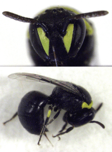 Female masked bee showing lack of yellow antennae and reduced face "mask" compared to male bee (see earlier post).