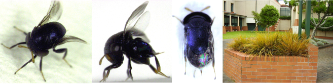 Scutellista - recently recorded in Auckland after decades of no sightings.