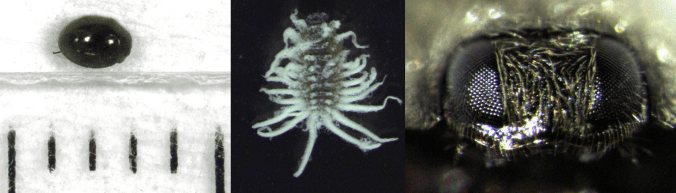 New ladybird species in town. Left: adult Telsimia ladybird, centre: Telsimia larva, right: close up of adult Telsimia head.
