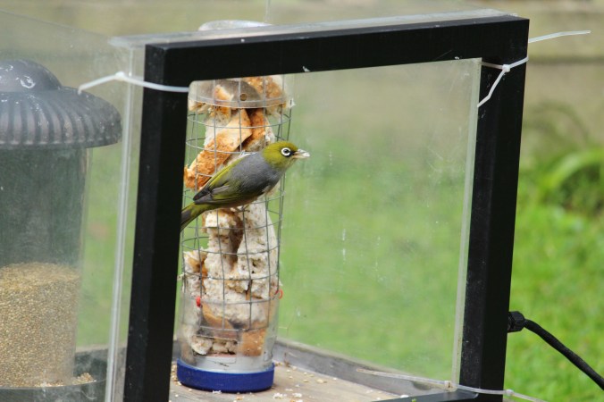 Native silvereye at experimental feeding station