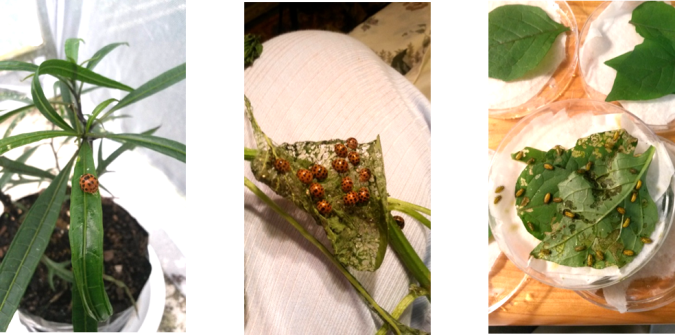 From left:  Enjoying an early lunch of poroporo, hanging together in pyjamas, and baby-sitting