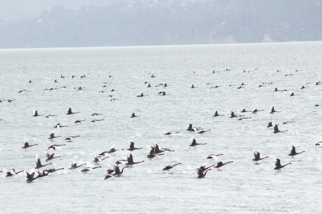 Black swans taking off during a chase by Auckland Airport staff