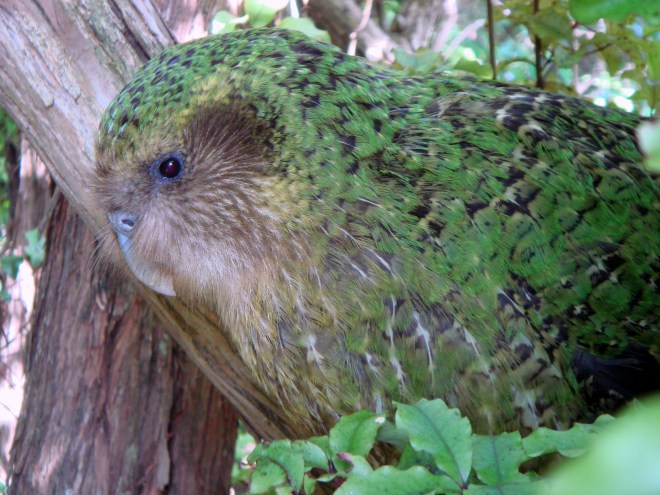 Kākāpō are a large, flightless nocturnal parrot, found only in New Zealand.  They have their own facebook page and crowd-funding campaign which contributes to the recovery of this species.