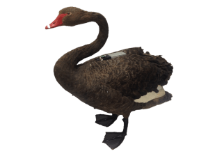 Roboswan Taxidermy black swan with GPS tracking device