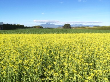 Industrialisation has driven the expansion and intensification of agriculture 