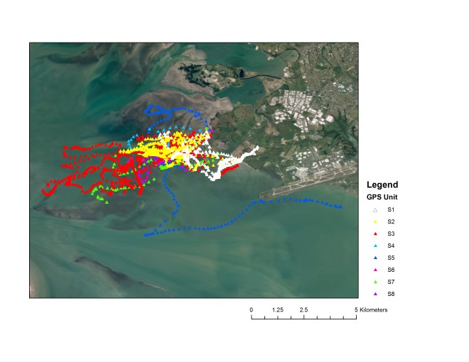 A lot of data - raw GPS locations from less than a week for my eight study birds in the Manukau Harbour