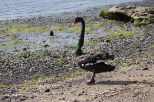 Not S5: but even I’ll admit S5 looks a lot like S7 (shown above) so you get the idea