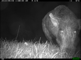 Feral Pig, Hawkes Bay - Patrick Garvey