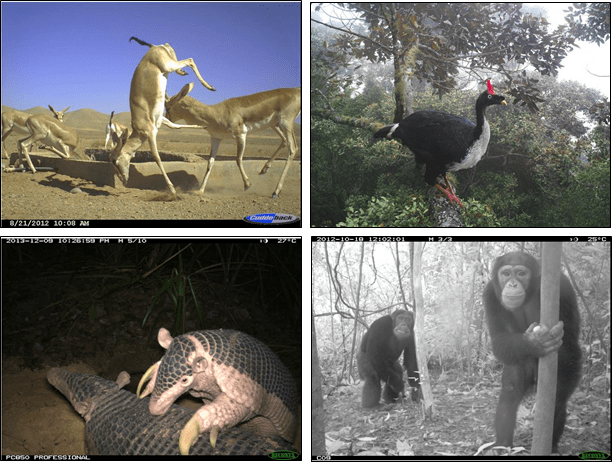 Wildlife Camera Trap Photo of The Year - BBC