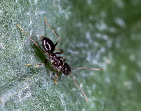 Nylanderia spp. in the urban garden (Image credit: Delayn Fritz)