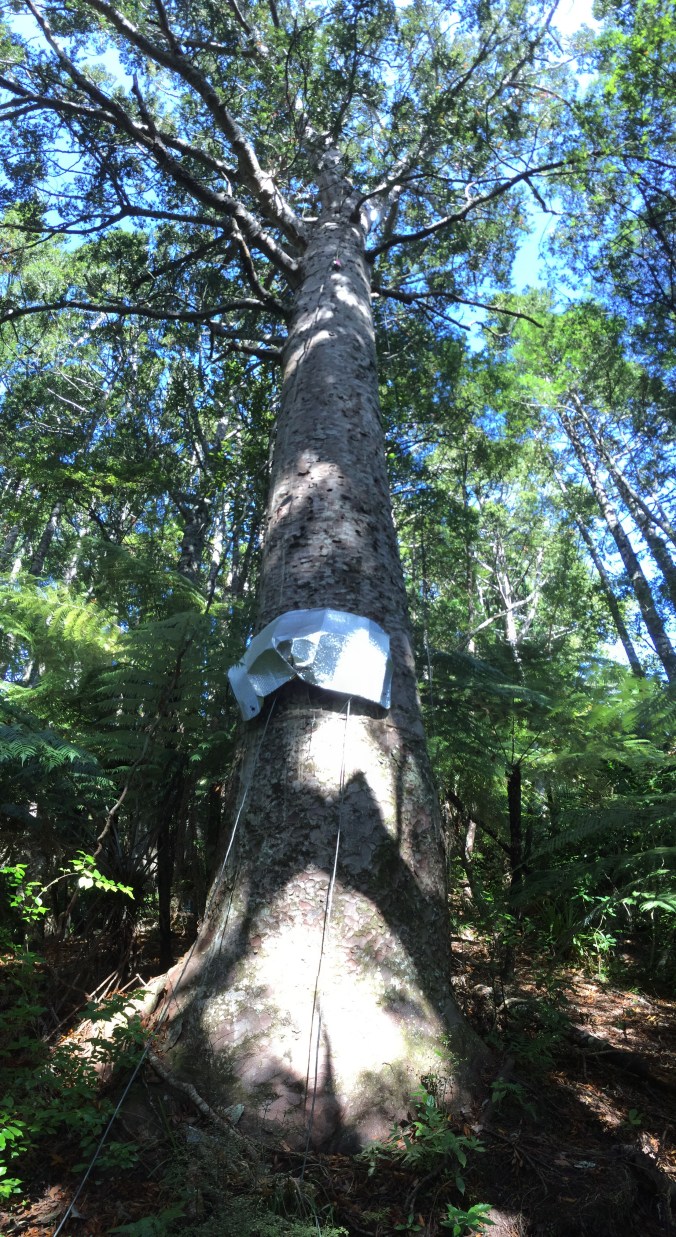 kauri sapflow