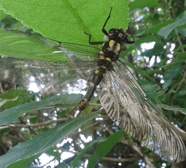 Vesp on Odonata