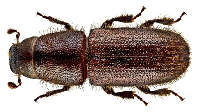 hylurgus_ligniperda_1