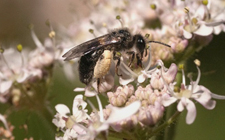 Leioproctus of Coriander