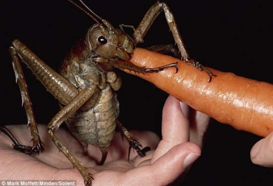 giant weta2