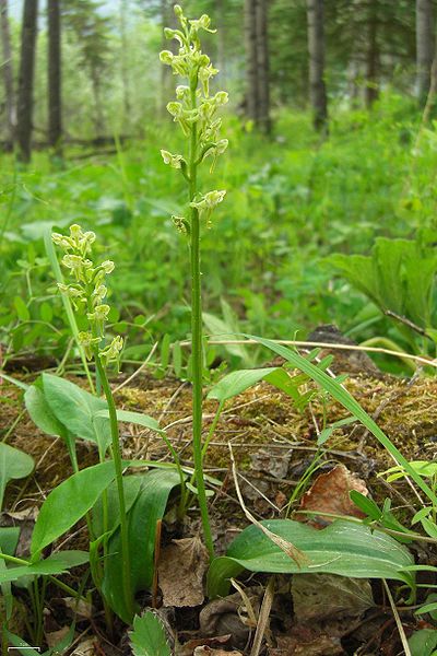 Bog orchid