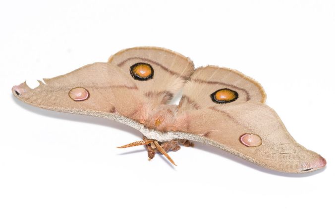 1280px-Female_emperor_gum_moth