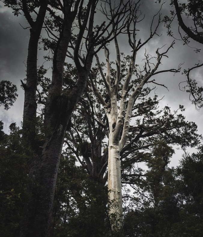 Kauri_dieback_1