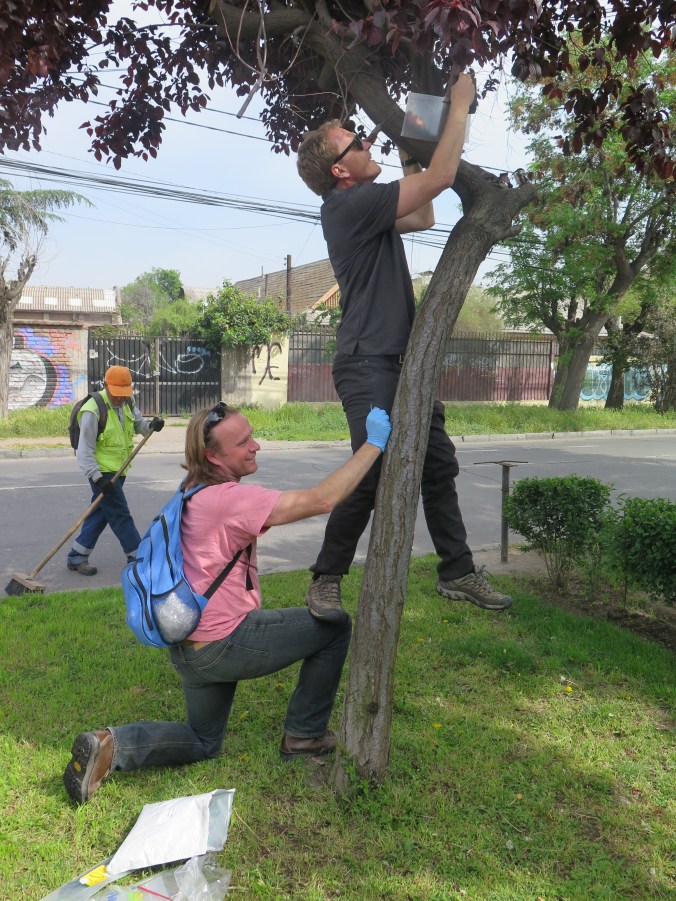 BMSB Setting trap Santiago