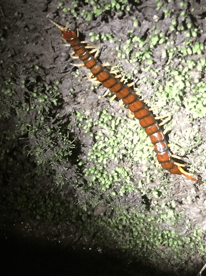 Giant centipede