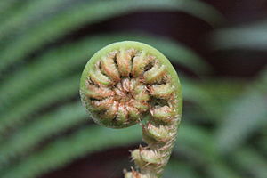 Unfurling_Spiral_Fiddlehead_Fern_Frond