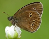 ringlet butterfly