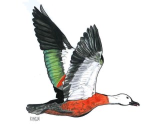 shelduck