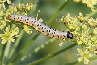 webworm
