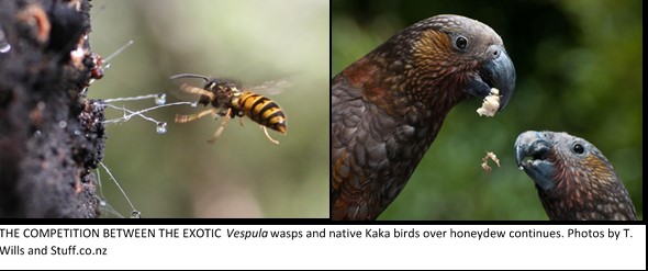 Image 1 Kaka and wasp image