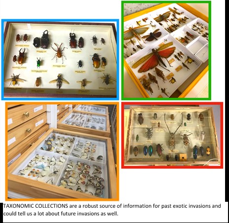 Insect Taxonomy Collection Exotic Insect Invaders – can taxonomic collections help us learn from ...