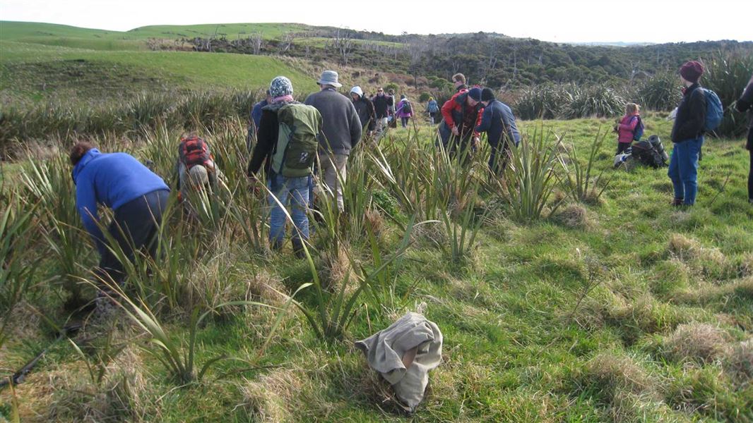 digging-flax-for-transplanting-te-rere-hero